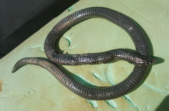 Amblyodipsas polylepis polylepis