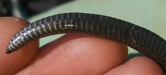 Amblyodipsas polylepis polylepis