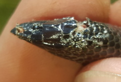 Amblyodipsas polylepis polylepis