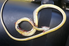 Psammophis subtaeniatus