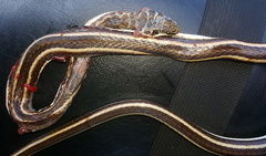 Psammophis subtaeniatus