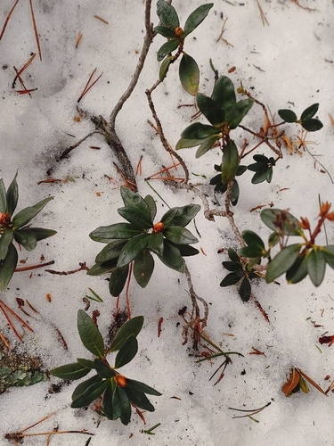 Alpenrose (Rhododendron ferrugineum)