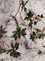 Rose Des Alpes (Rhododendron ferrugineum)