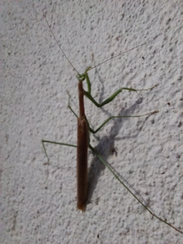 Small-winged Gay's Mantis