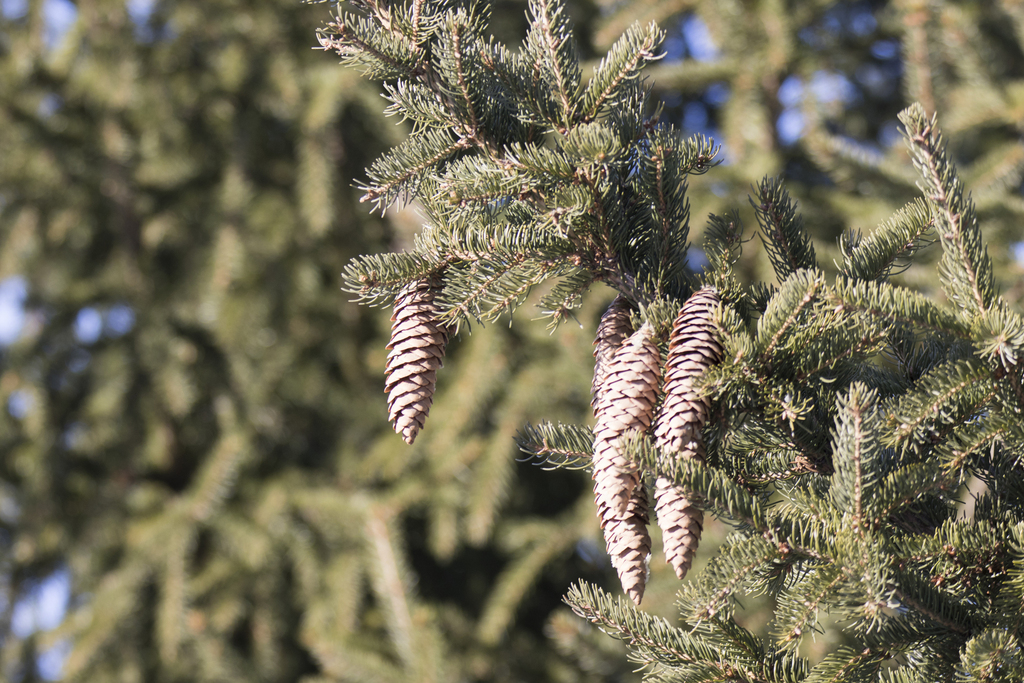 Picea × fennica (Picea × fennica)