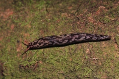 Meghimatium pictum