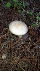 Amanita marmorata