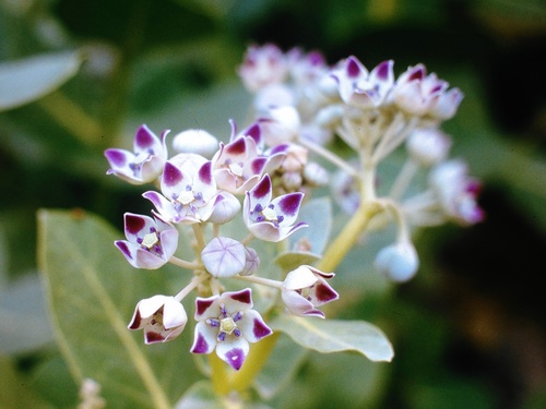 giant milkweed