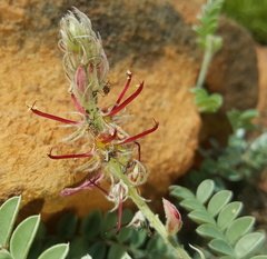 Indigofera mollicoma