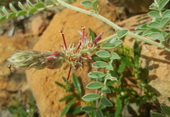 Indigofera mollicoma