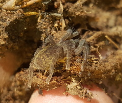 Harpactirinae