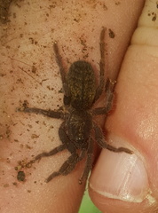 Harpactirinae