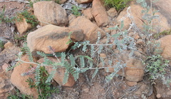 Indigofera mollicoma