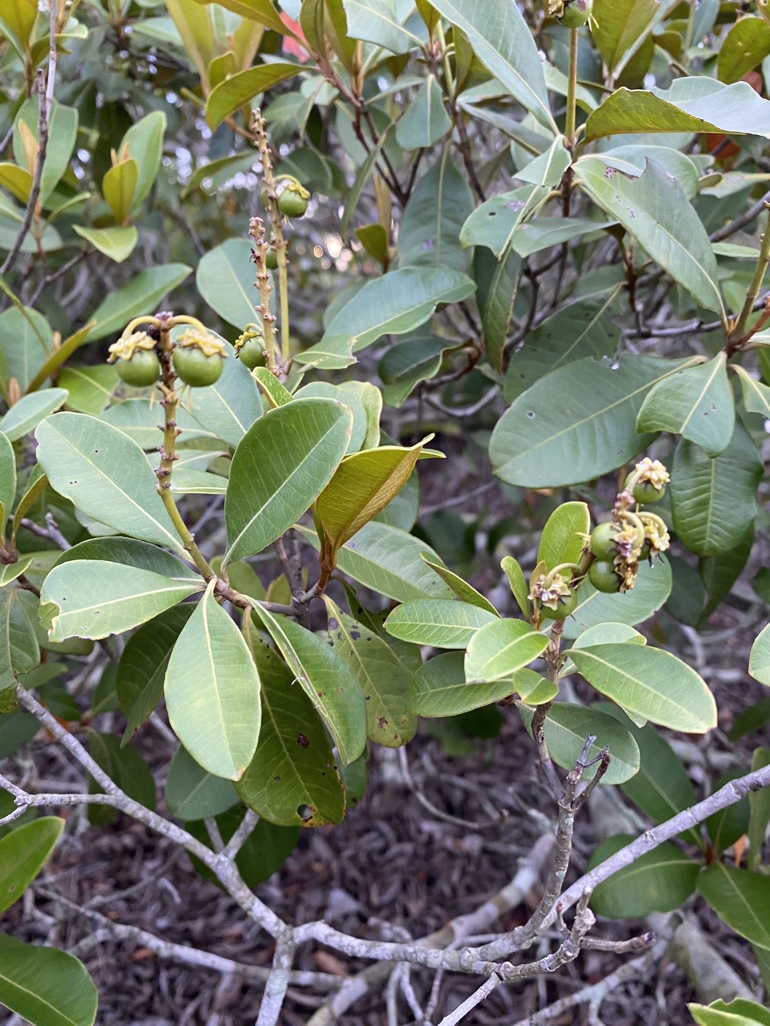 Byrsonima crassifolia