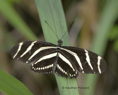 Heliconius charithonia
