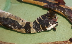 Psammophis angolensis