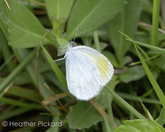 Eurema priddyi