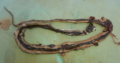 Psammophis angolensis