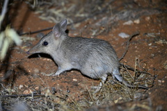 Western Barred Bandicoot photo 1