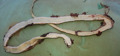 Psammophis angolensis