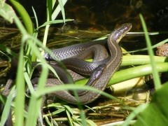 Thamnophis melanogaster