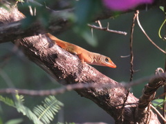 Anolis wattsii