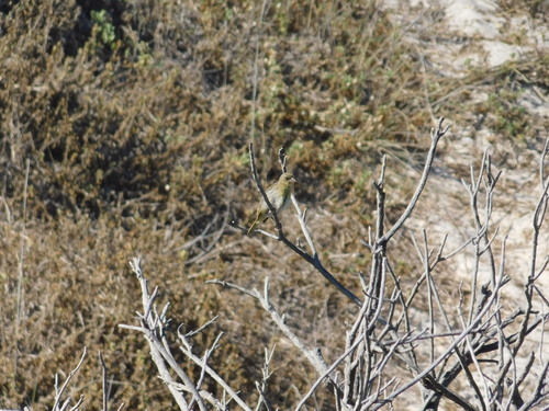 Cape Canary (Serinus canicollis), photo 6