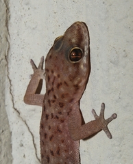 Pachydactylus affinis