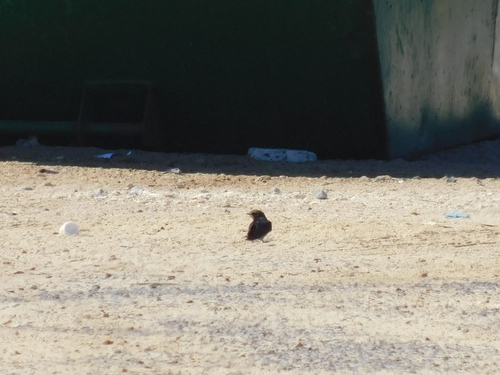 Pearl-breasted Swallow (Hirundo dimidiata), photo 3