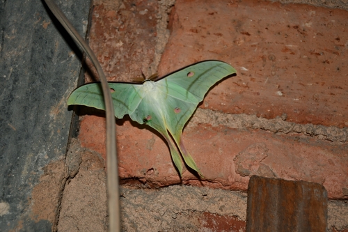 Chinese Moon Moth