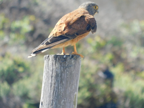 Rock Kestrel (Falco rupicolus), photo 4