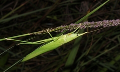 Pseudorhynchus pungens