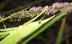 Pseudorhynchus pungens