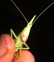 Pseudorhynchus pungens