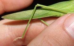 Pseudorhynchus pungens