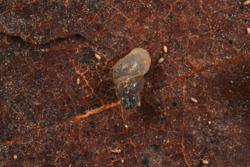 Bythinella cebennensis