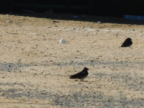 Pearl-breasted Swallow (Hirundo dimidiata), photo 4