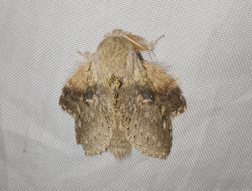Lobster Caterpillar Moth
