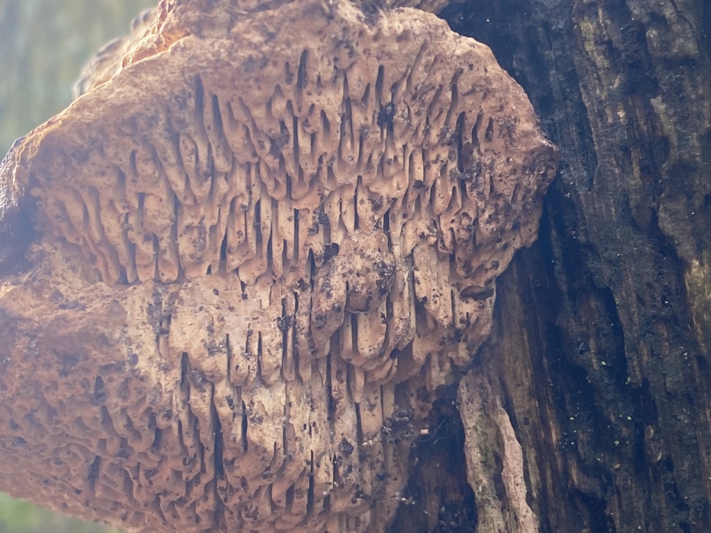 Fomitopsis quercina · February 2026 · photo: © katharinegk (iNaturalist, cc-by)