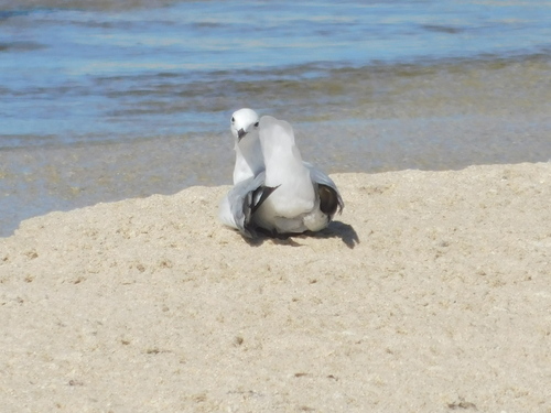 Hartlaub's Gull (Chroicocephalus hartlaubii), photo 9