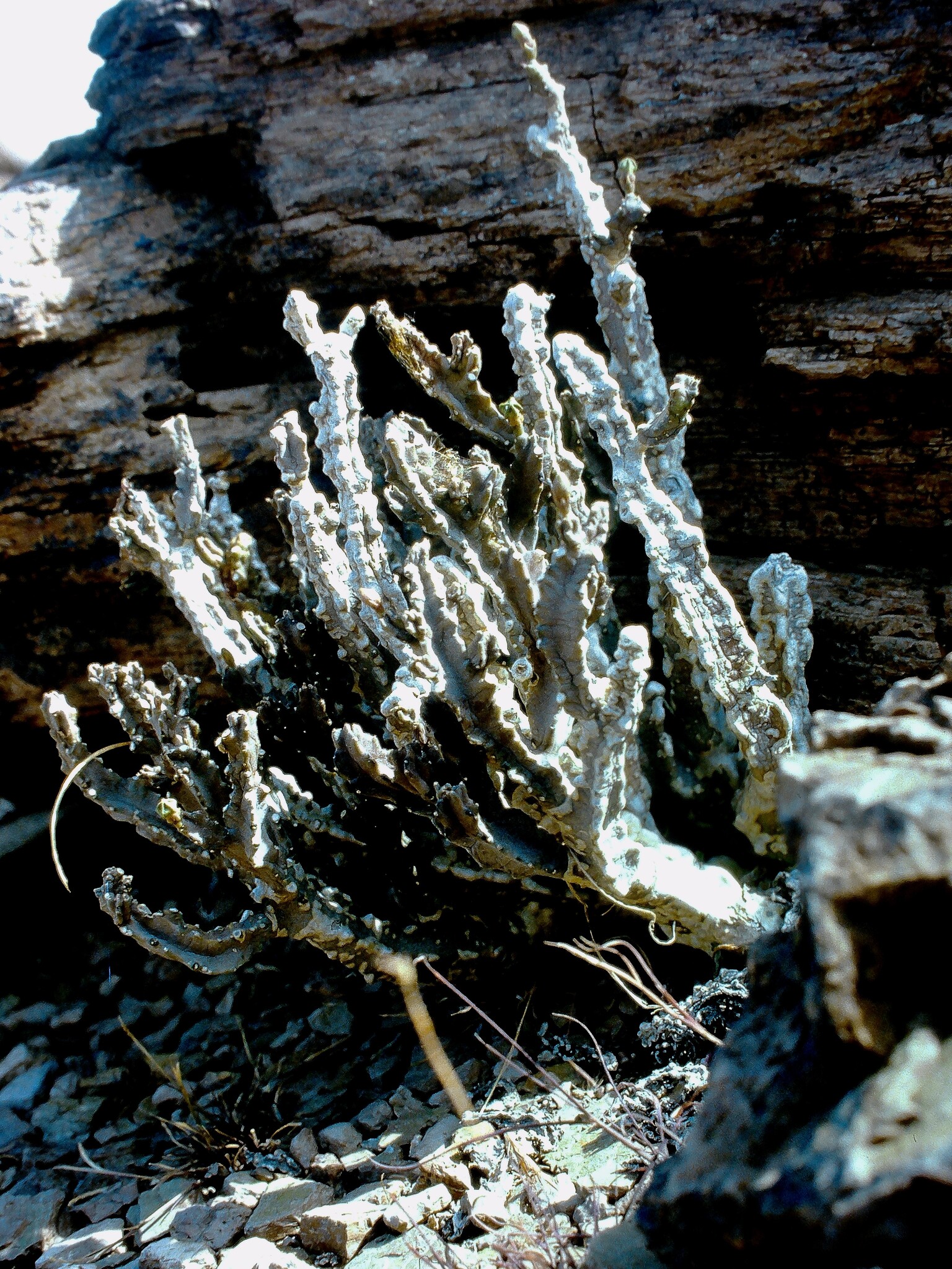 Monolluma cicatricosa (Deflers) Plowes 2