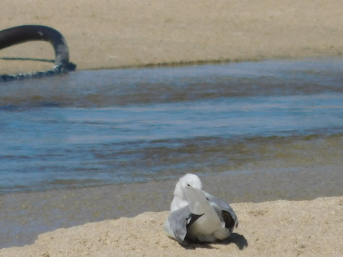 Hartlaub's Gull (Chroicocephalus hartlaubii), photo 10