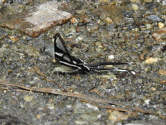 Lamproptera curius curius