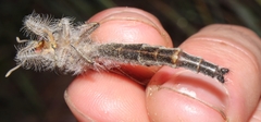Acanthaclisini