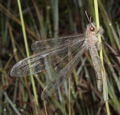 Acanthaclisini