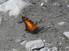 Vagrans sinha