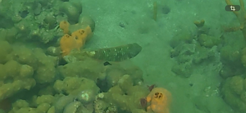 Sparisoma viride