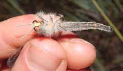 Acanthaclisini