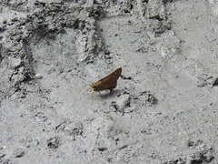 Pithauria