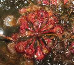 Drosera burkeana